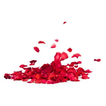 Rose Petal